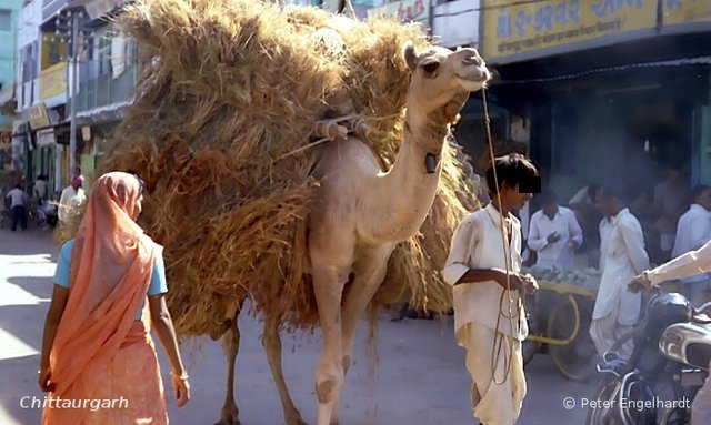 Foto eines beladenen Kamels in einer Gasse der rajathanischen Stadt Chittorgarh.